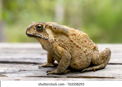 Người dân không ăn trứng, gan, mật của cóc để tránh bị ngộ độc