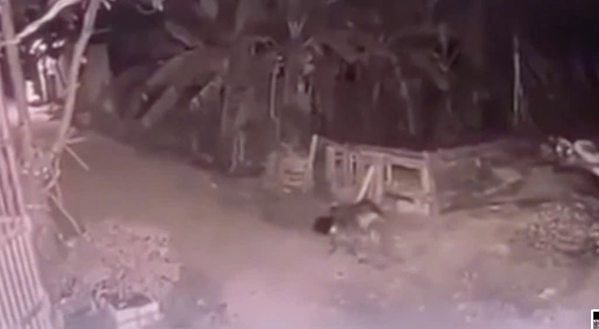 Khởi tố chủ nuôi trong vụ bé gái bị chó béc- giê cắn tử vong ở Vĩnh Phúc