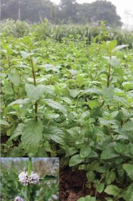 Phát triển nền Y học cổ truyền và Hội Đông y Việt Nam trong giai đoạn mới