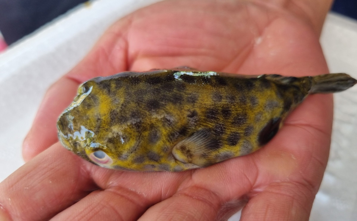 Ăn cá nóc khiến 5 người ngộ độc phải cấp cứu, 1 người tử vong