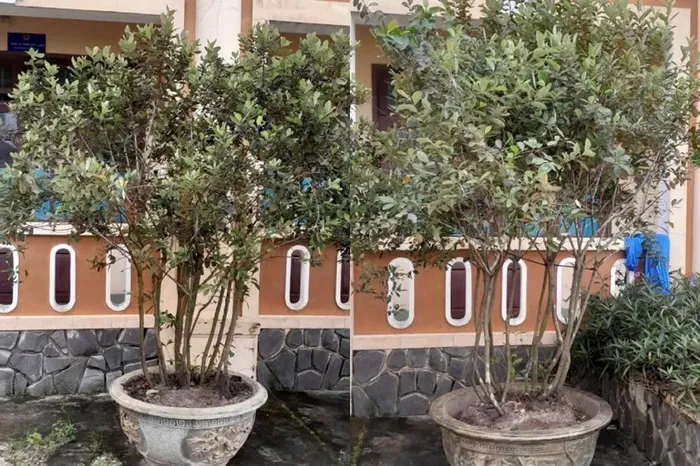 Quảng Nam Nhận hối lộ 2 bụi sim cảnh, cán bộ Văn phòng đăng ký đất đai bị khởi tố