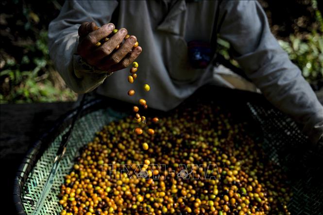 Thị trường nông sản Cuộc đua quyết liệt giữa những cường quốc cà phê