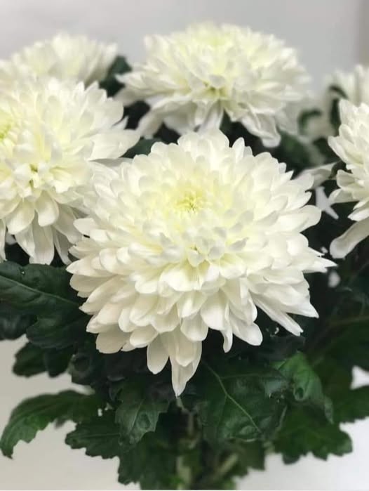 Mùi hoa cúc đại đóa