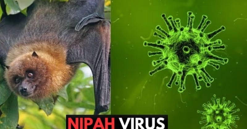 Bộ Y tế khẩn cấp yêu cầu tăng cường phòng chống dịch bệnh do virus Nipah ngay tại cửa khẩu