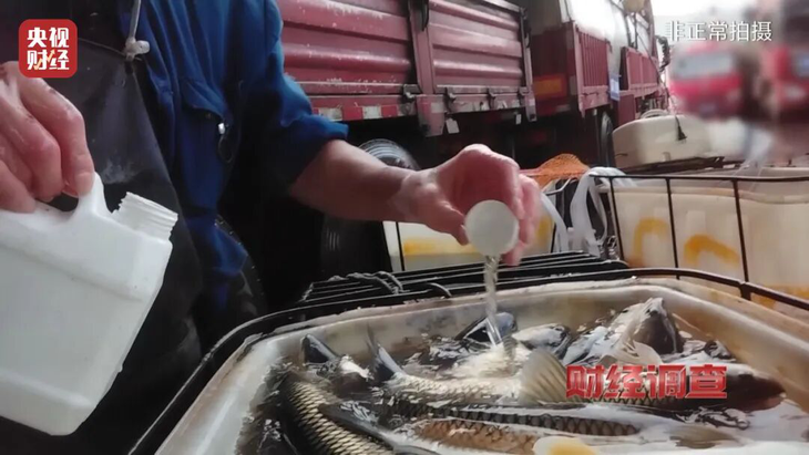 Trung Quốc Phát hiện nhiều thương lái dùng hóa chất cho cá ngủ khi vận chuyển