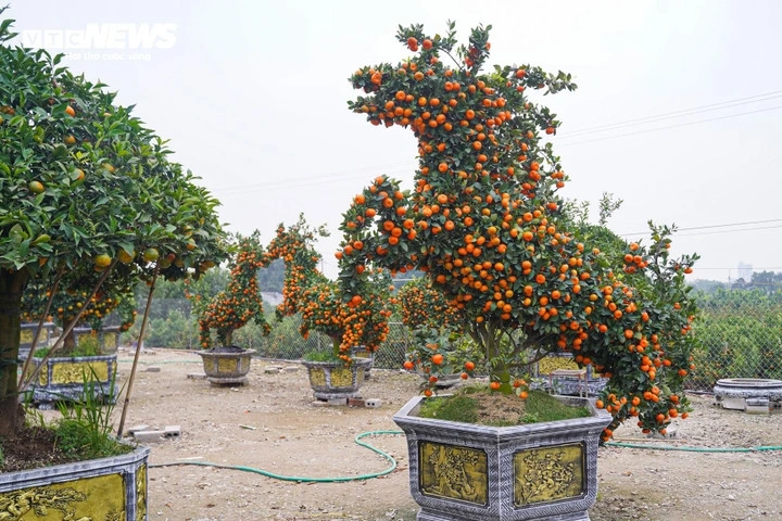 Unique bonsai kumquat trees mark Lunar New Year of Horse