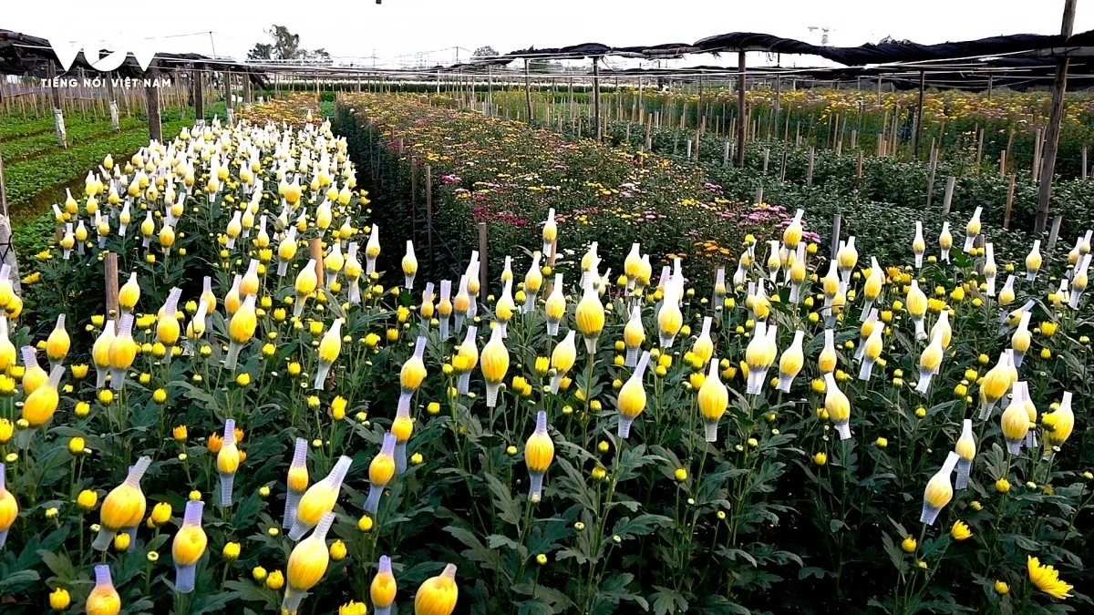 Hanoi flower growers rush to prepare for Lunar New Year demand